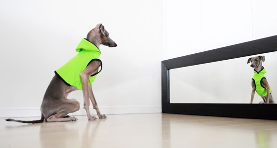 【新商品】パラキートグリーンが眩しいぜ!イタグレ・ウィペット犬服