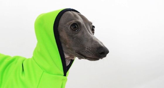 【新商品】パラキートグリーンが眩しいぜ!イタグレ・ウィペット犬服