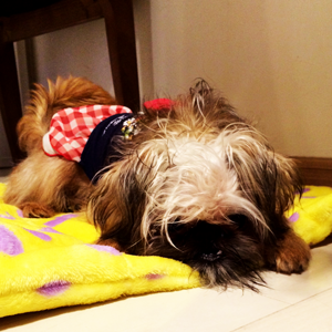 ブリュッセル・グリフォン休息中につきイタグレ兄さん邪魔をしないで