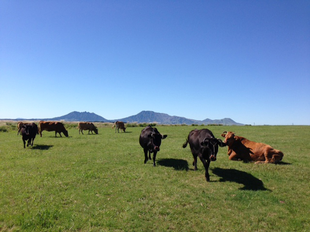 阿蘇の「とうもろこし屋」です!?
