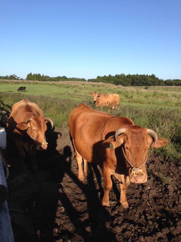阿蘇の森さんのめっちゃ甘いトウモロコシでカルボナーラを作ってみた