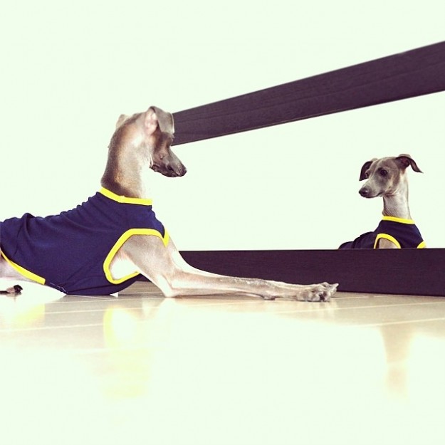 犬に服が必要な10の理由|年齢や季節に適したイタグレ服の選び方 犬に服が必要な10の理由|年齢や季節に適したイタグレ服の選び方