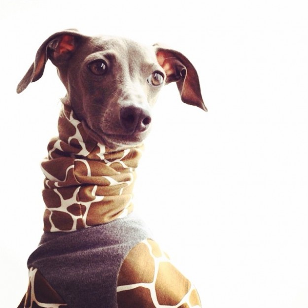 愛犬をキリンにしてみた!?