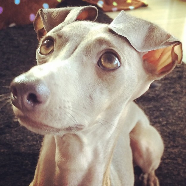 犬に服が必要な10の理由|年齢や季節に適したイタグレ服の選び方 犬に服が必要な10の理由|年齢や季節に適したイタグレ服の選び方