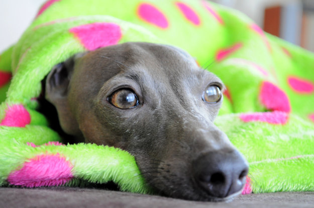 あなたは人間ですか?それとも・・・「寝袋使いの達人」|それと、ご質問への回答