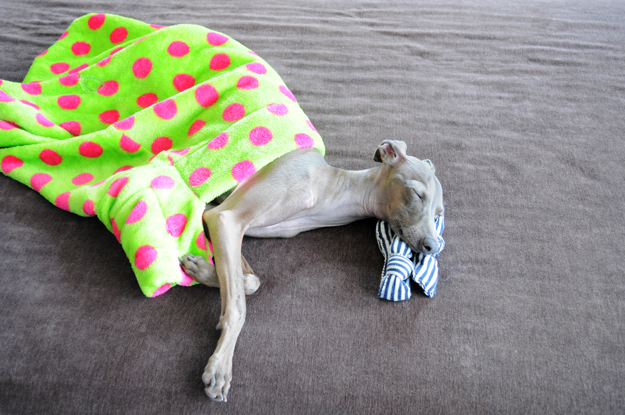 あなたは人間ですか？それとも・・・「寝袋使いの達人」｜それと、ご質問への回答