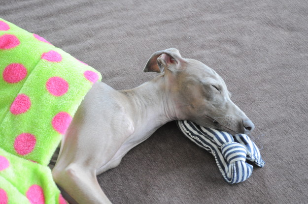 あなたは人間ですか?それとも・・・「寝袋使いの達人」|それと、ご質問への回答