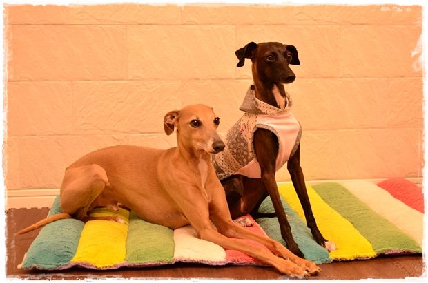 「お客様からのメッセージ」美女美男でビックリ!これぞ、TEH Italian Greyhound