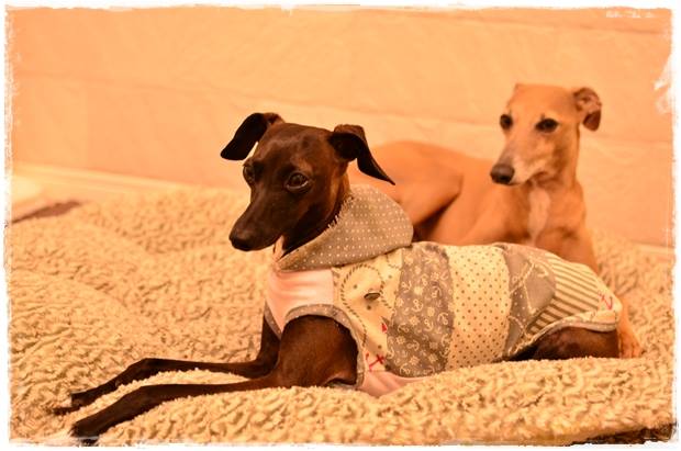 「お客様からのメッセージ」美女美男でビックリ!これぞ、TEH Italian Greyhound