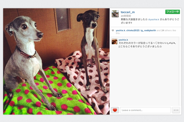  「お客様からのメッセージ」まん丸お目目が可愛い２匹のイタグレちゃん♪