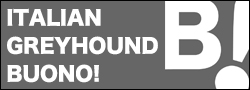 ITALIAN GREYHOUND BUONO! ITALIAN GREYHOUND BUONO!