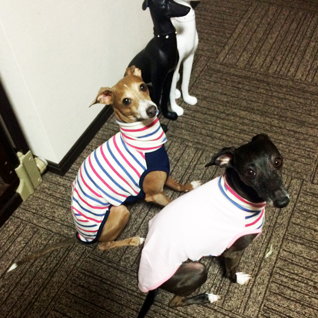 「お客様からのメッセージ」これぞ多頭飼い!??Four Italian Greyhound♪