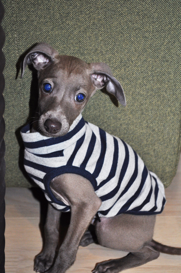 「愛犬のパピー期」の写真は「5,000枚」ぐらいは撮ったほうが良いと言う話