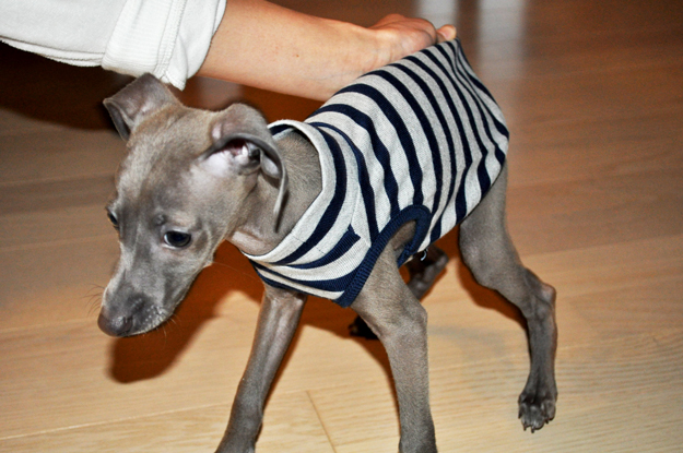 「愛犬のパピー期」の写真は「5,000枚」ぐらいは撮ったほうが良いと言う話