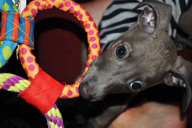 「愛犬のパピー期」の写真は「5,000枚」ぐらいは撮ったほうが良いと言う話