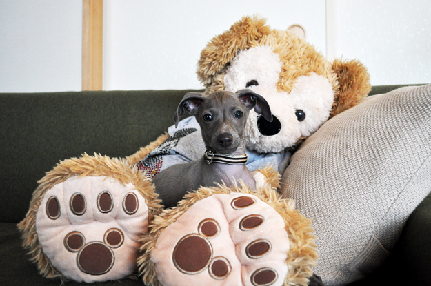 「愛犬のパピー期」の写真は「5,000枚」ぐらいは撮ったほうが良いと言う話