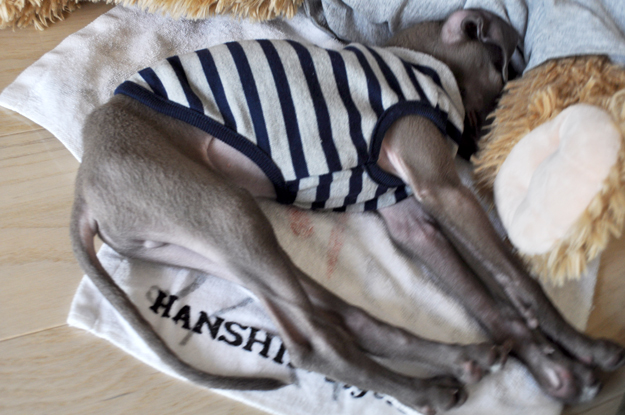 「愛犬のパピー期」の写真は「5,000枚」ぐらいは撮ったほうが良いと言う話