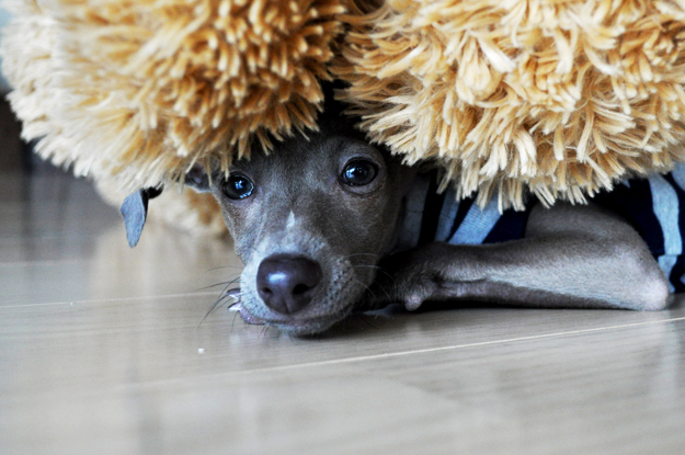 「愛犬のパピー期」の写真は「5,000枚」ぐらいは撮ったほうが良いと言う話