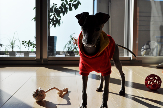 「愛犬のパピー期」の写真は「5,000枚」ぐらいは撮ったほうが良いと言う話