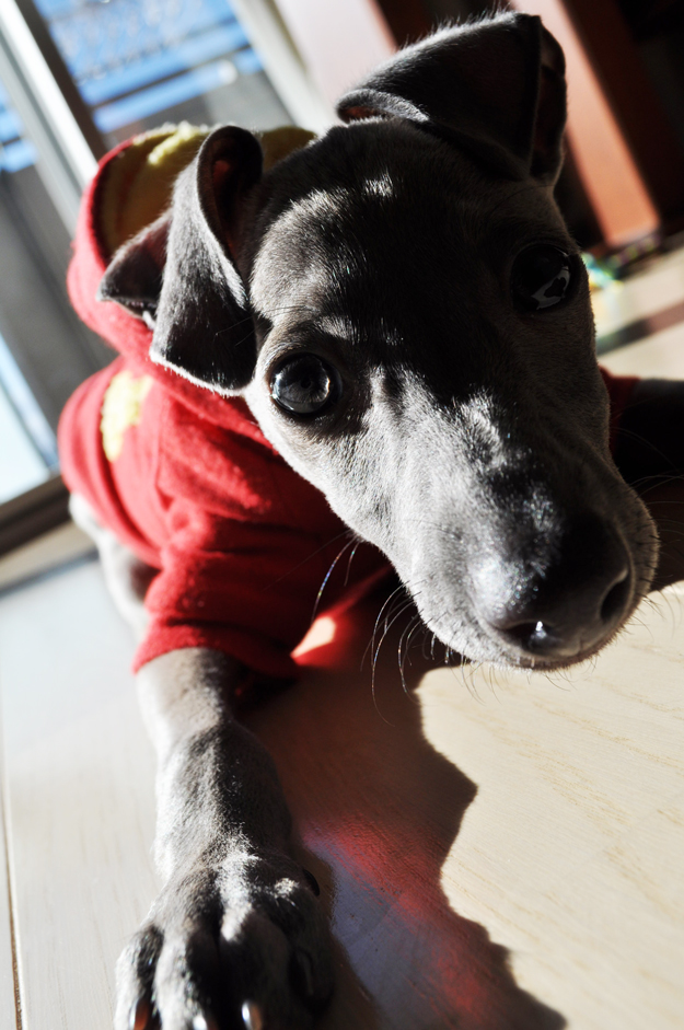 「愛犬のパピー期」の写真は「5,000枚」ぐらいは撮ったほうが良いと言う話