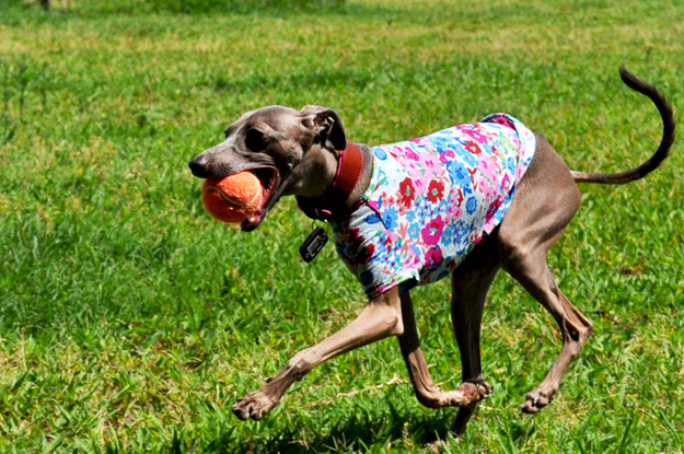 「夢が現実に！」還暦おばんと行くドッグラン〜8ワンちゃんと遊んだ夏休み