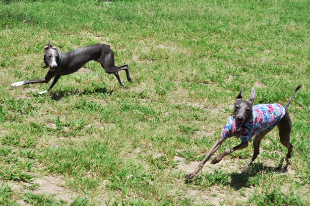 「夢が現実に！」還暦おばんと行くドッグラン〜8ワンちゃんと遊んだ夏休み