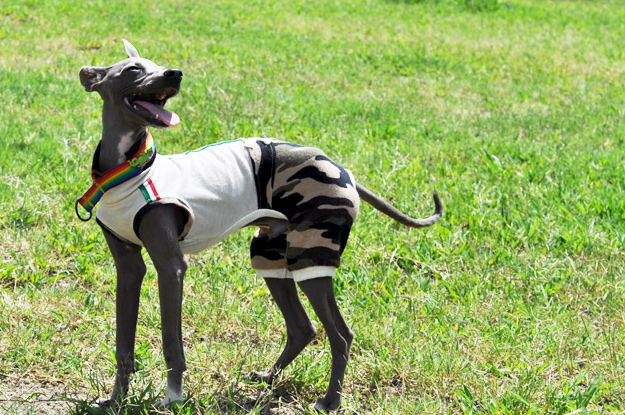 「夢が現実に！」還暦おばんと行くドッグラン〜8ワンちゃんと遊んだ夏休み