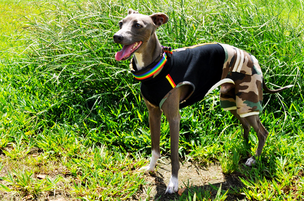 「夢が現実に！」還暦おばんと行くドッグラン〜8ワンちゃんと遊んだ夏休み