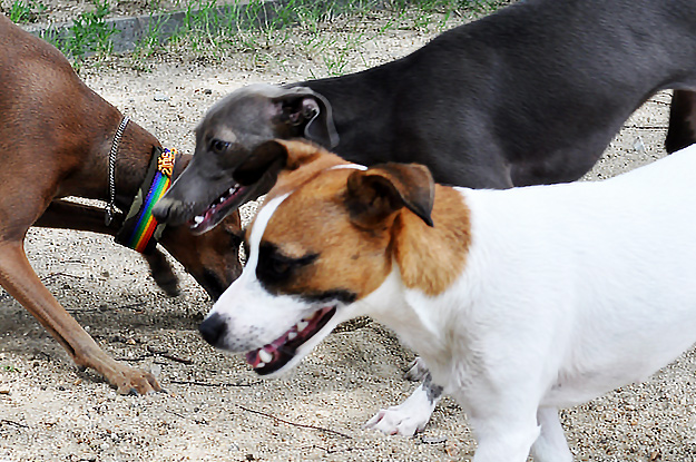 「夢が現実に！」還暦おばんと行くドッグラン〜8ワンちゃんと遊んだ夏休み