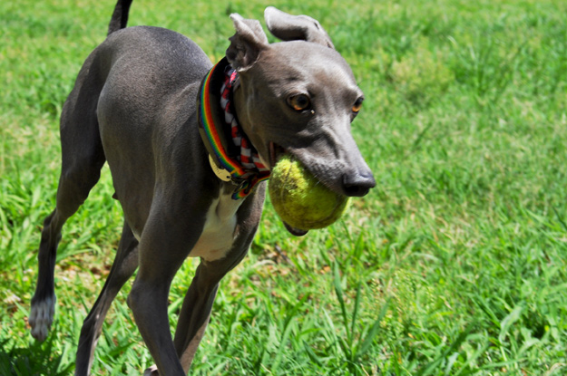 「夢が現実に！」還暦おばんと行くドッグラン〜8ワンちゃんと遊んだ夏休み