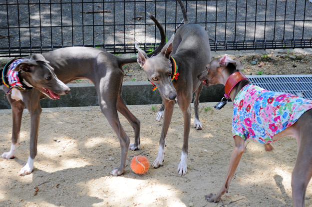 「夢が現実に！」還暦おばんと行くドッグラン〜8ワンちゃんと遊んだ夏休み