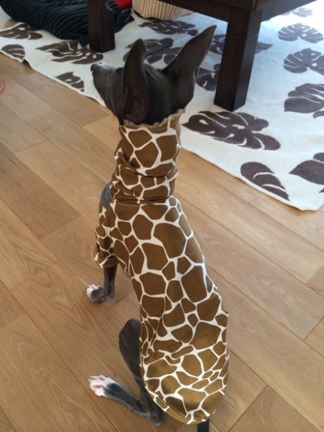 「お客様からのメッセージ」イタキリンわらわら。