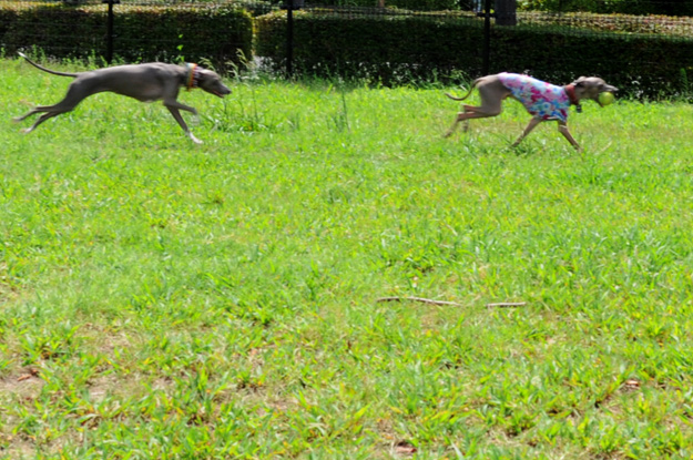 「夢が現実に！」還暦おばんと行くドッグラン〜8ワンちゃんと遊んだ夏休み