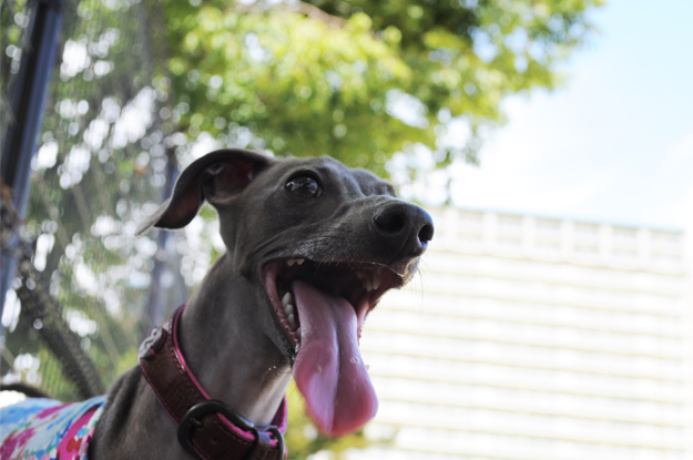「夢が現実に！」還暦おばんと行くドッグラン〜8ワンちゃんと遊んだ夏休み