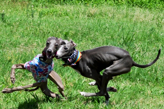 「夢が現実に！」還暦おばんと行くドッグラン〜8ワンちゃんと遊んだ夏休み