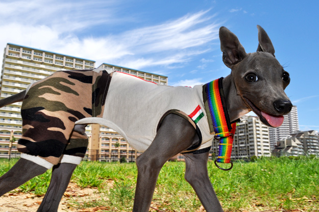 「夢が現実に！」還暦おばんと行くドッグラン〜8ワンちゃんと遊んだ夏休み