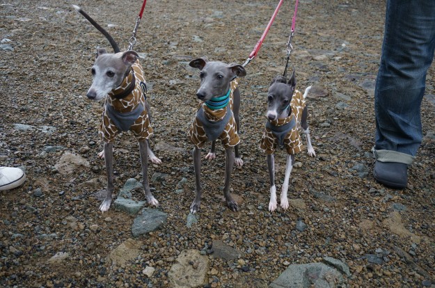 「お客様からのメッセージ」イタキリンdeわらわら。