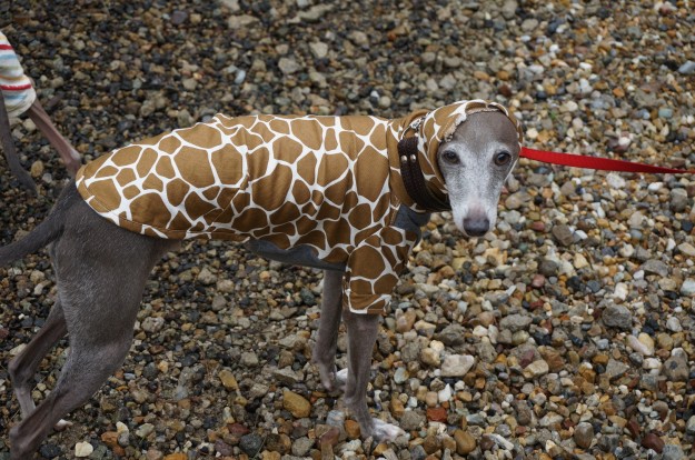 「お客様からのメッセージ」イタキリンdeわらわら。