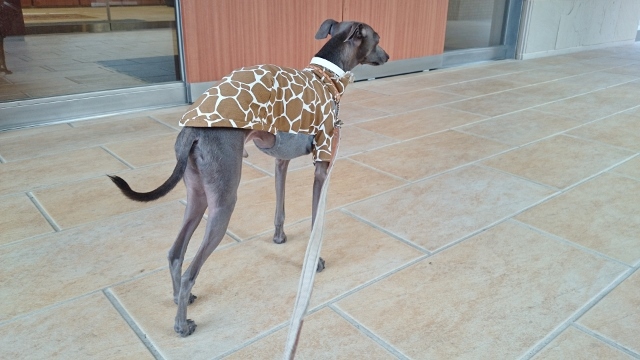 「お客様からのメッセージ」街にイタキリン増殖中♪