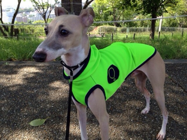 「お客様からのメッセージ」イタキリンわらわら。