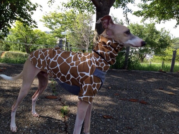 「お客様からのメッセージ」イタキリンわらわら。