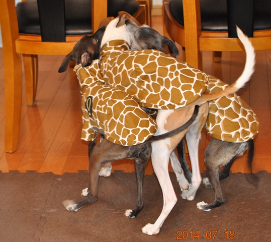 「お客様からのメッセージ」街にイタキリン増殖中♪