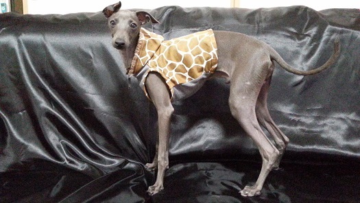 「お客様からのメッセージ」街にイタキリン増殖中♪