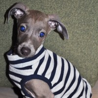 「愛犬のパピー期」の写真は「5,000枚」ぐらいは撮ったほうが良いと言う話