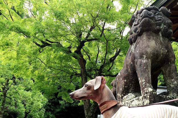 狛犬と迷子札と私。