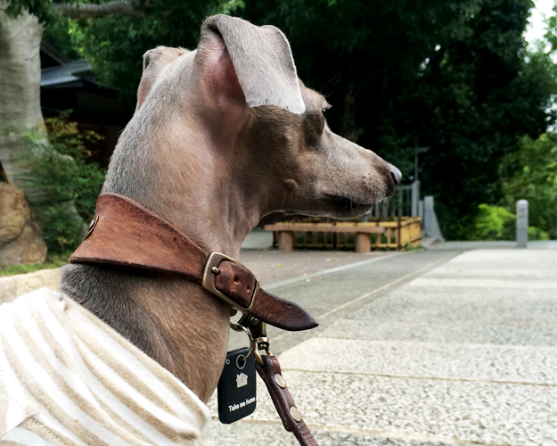 狛犬と迷子札と私。
