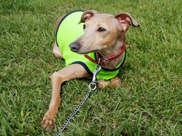 「お客様からのメッセージ」凄い、イタグレ三兄弟現る！