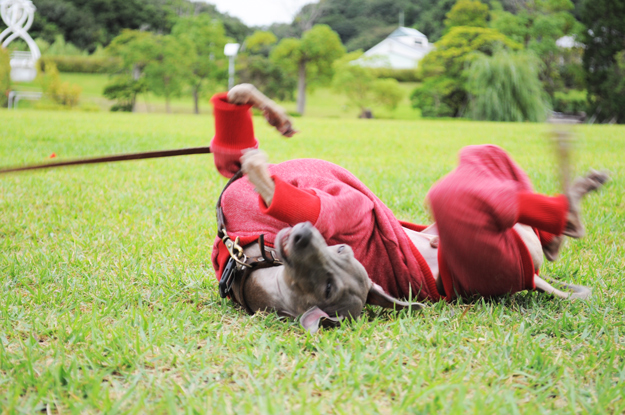 「イタグレ服」秋冬の新作第三弾｜「トレーナー｜ポピーレッド」大好きな芝の上でおもいっきり遊ぼうよ