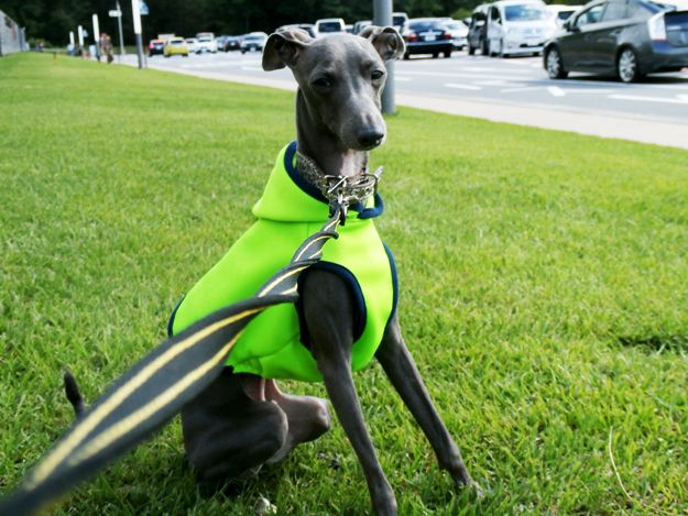 「お客様からのメッセージ」凄い、イタグレ三兄弟現る！