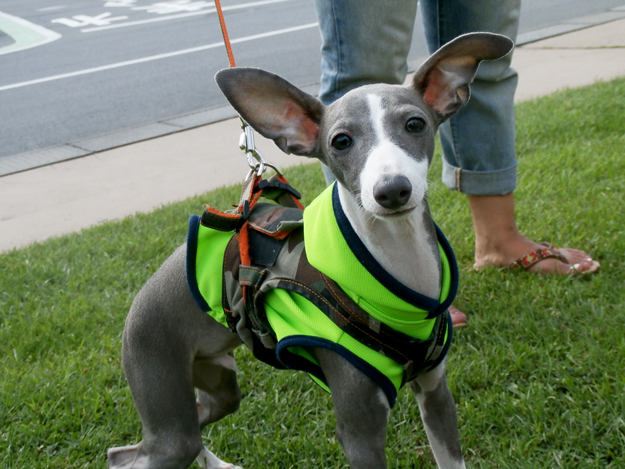 「お客様からのメッセージ」凄い、イタグレ三兄弟現る！